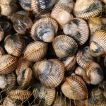 O mellor berberecho tamén ven en cuncha pequena