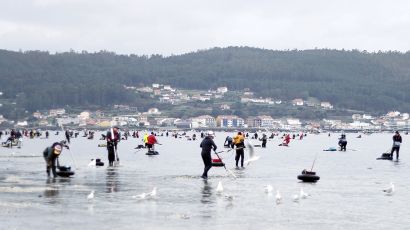 Berberecho-de-noia-marisco-Galicia