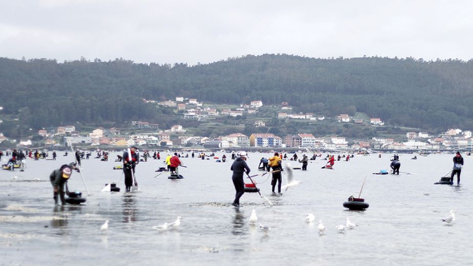 Berberecho-de-noia-marisco-Galicia