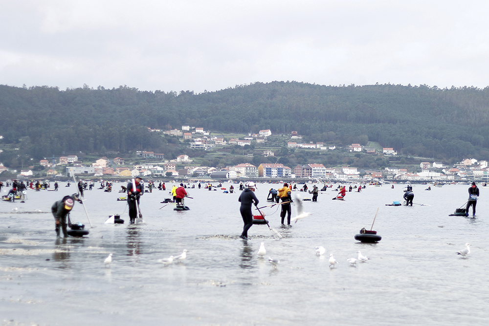 Berberecho-de-noia-marisco-Galicia